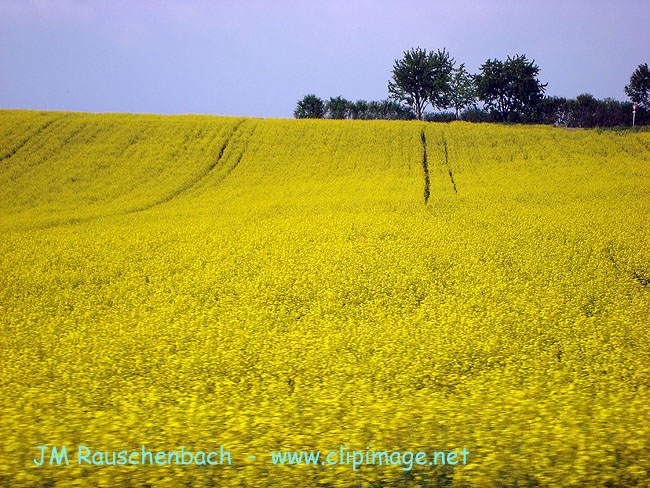 champ de colza.alsace.jpg